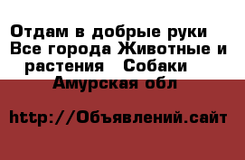 Отдам в добрые руки  - Все города Животные и растения » Собаки   . Амурская обл.